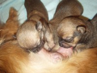 /album/prosinec-2012/a2-12-2012-jpg/